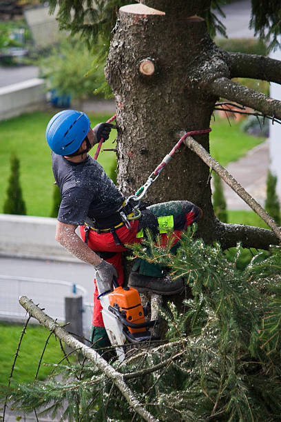 Best Tree Risk Assessment  in Eveleth, MN