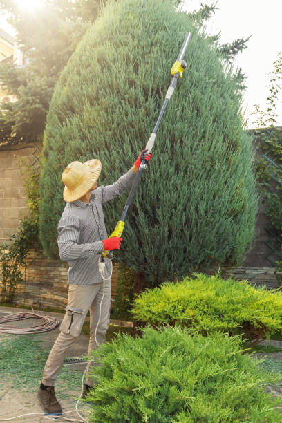 Best Leaf Removal  in Eveleth, MN