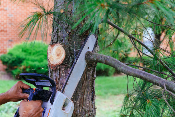 Best Fruit Tree Pruning  in Eveleth, MN